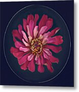 Red Zinnia Asteraceae Blossom On Dish Metal Print