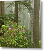 Redwood Fog Rhododendrons 8510 Metal Print