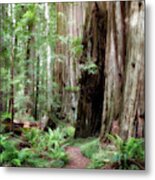 Redwood Forest Metal Print