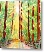 Redwoods And Sunshine Metal Print