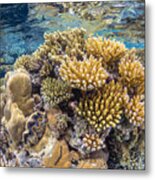 Reef Of Mayotte Metal Print