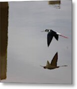Reflection Of The Salton Sea Black Neck Stilt Flying Metal Print
