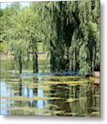 Reflections From Mother Willow Metal Print