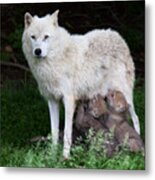 Remus And Romulus - Arctic Wolf Metal Print
