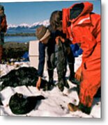 Rescue Crews Recovering Dead Sea Otters Metal Print