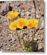 Resilient Poppies Metal Print