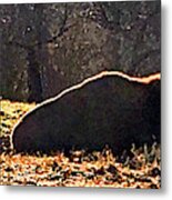 Resting Buffalo Metal Print