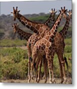 Reticulated Giraffes  Samburu Metal Print