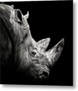 Rhino Metal Print