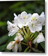 Rhododendron 01 Metal Print