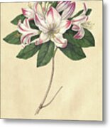 Rhododendron Vintage Metal Print