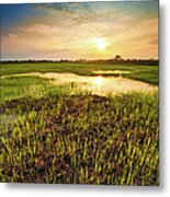 Rice Paddy Field Metal Print
