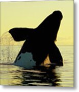 Right Whale Breaching At Sunset Metal Print