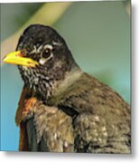 Robin With Eyes Wide Open Metal Print