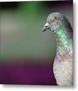 Rock Pigeon Portrait Columba Livia Metal Print