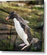 Rockhopper Penguin Jumping Metal Print