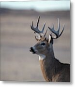 Rocky Mountain Deer Metal Print