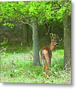 Roe Deer, Capreolus Capreolus In Metal Print