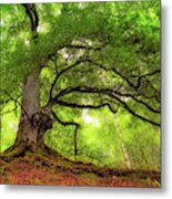 Roots Of Taymouth Estate - Scotland - Beech Tree Metal Print
