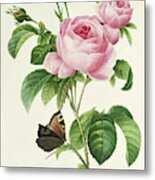Rosa Centifolia Vintage Botanical Print By Redoute Metal Print