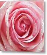 Rosa 'pink Heaven' Metal Print