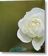 Rose Metal Print