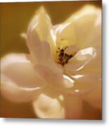 Rose Soft Sunshine And Shadows Metal Print