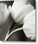 Row Of Bw Tulips Metal Print