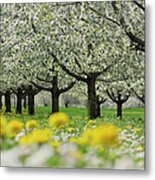 Row Of Cherry Trees In Blossom At A Metal Print