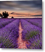 Rows Of Happiness Metal Print
