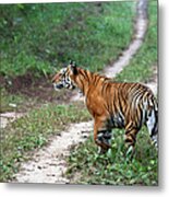 Royal Bengal Tiger In Kanha National Metal Print