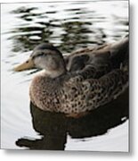 Royal Duck Metal Print