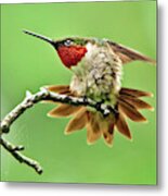 Ruby Throated Hummingbird 4 Metal Print