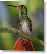 Rufus-tailed Hummingbird Metal Print