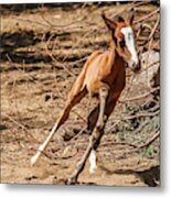 Running Young Filly Metal Print