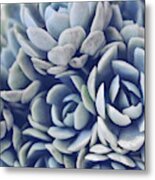 Sagey Succulents Metal Print