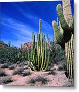 Saguaro Forest, Organ Pipe Cactus Metal Print