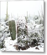 Saguaro In The Snow Metal Print