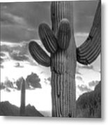 Saguaros, Tucson Mountains Metal Print