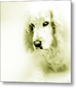 Saint Shaggy Art 8 Metal Print