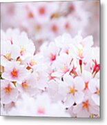 Sakura, Cherry Blossom Metal Print