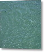 School Of Minnows Metal Print