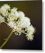 Scotland. Loch Rannoch. White Flowerhead. Metal Print