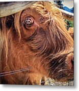 Scottish Highland Cow Portrait Metal Print