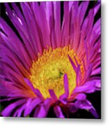 Sea Fig Metal Print