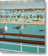 Sea Gulls On Railing Of Cruise Ship Metal Print
