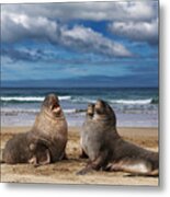 Sea Lions On The Beach, Cannibal Bay Metal Print