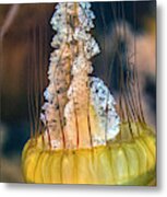 Sea Nettle Jellyfish Chrysaora Quinquecirrha Metal Print