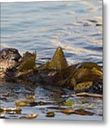 Sea Otter Enhydra Lutris Pup In Kelp Metal Print