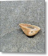 Sea-shell Metal Print